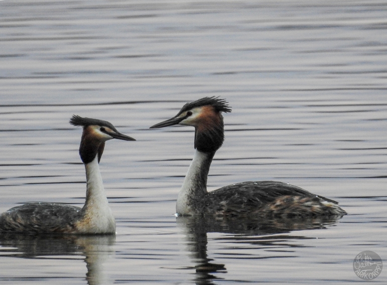 great_crested_grebe_2203p