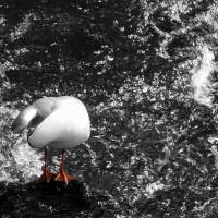 Black-Headed Gull / Naurulokki / MM 4-13