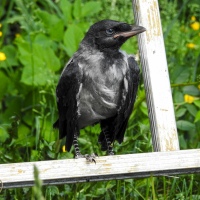 Crow Chick / Variksenpoika
